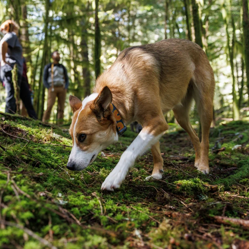 Ruffwear Crag Collar – Robustes Outdoor-Hundehalsband für Wandern, Klettern & Abenteuer | Wetterfest & Strapazierfähig