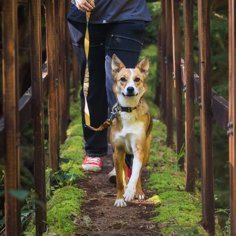 Ruffwear Crag Collar – Robustes Outdoor-Hundehalsband für Wandern, Klettern & Abenteuer | Wetterfest & Strapazierfähig