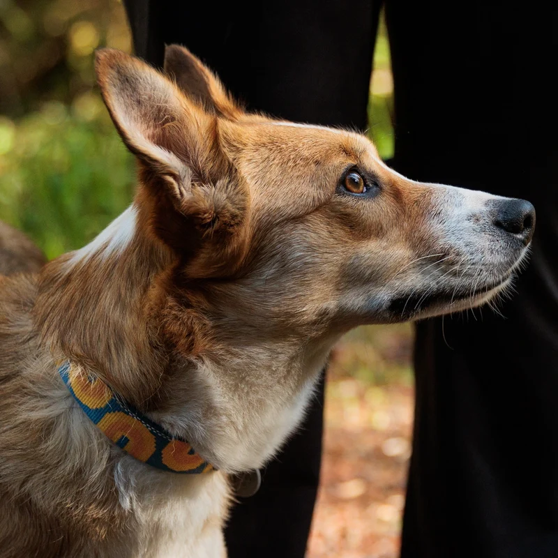 Ruffwear Crag Collar – Robustes Outdoor-Hundehalsband für Wandern, Klettern & Abenteuer | Wetterfest & Strapazierfähig