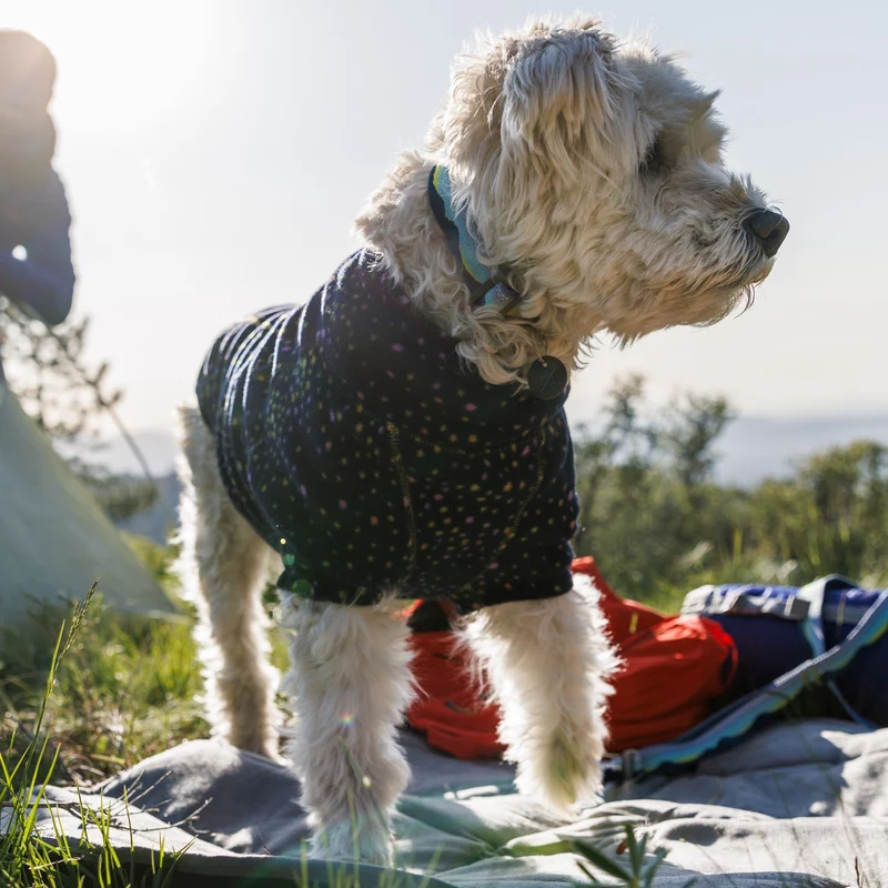 Ruffwear Crag Collar – Robustes Outdoor-Hundehalsband für Wandern, Klettern & Abenteuer | Wetterfest & Strapazierfähig