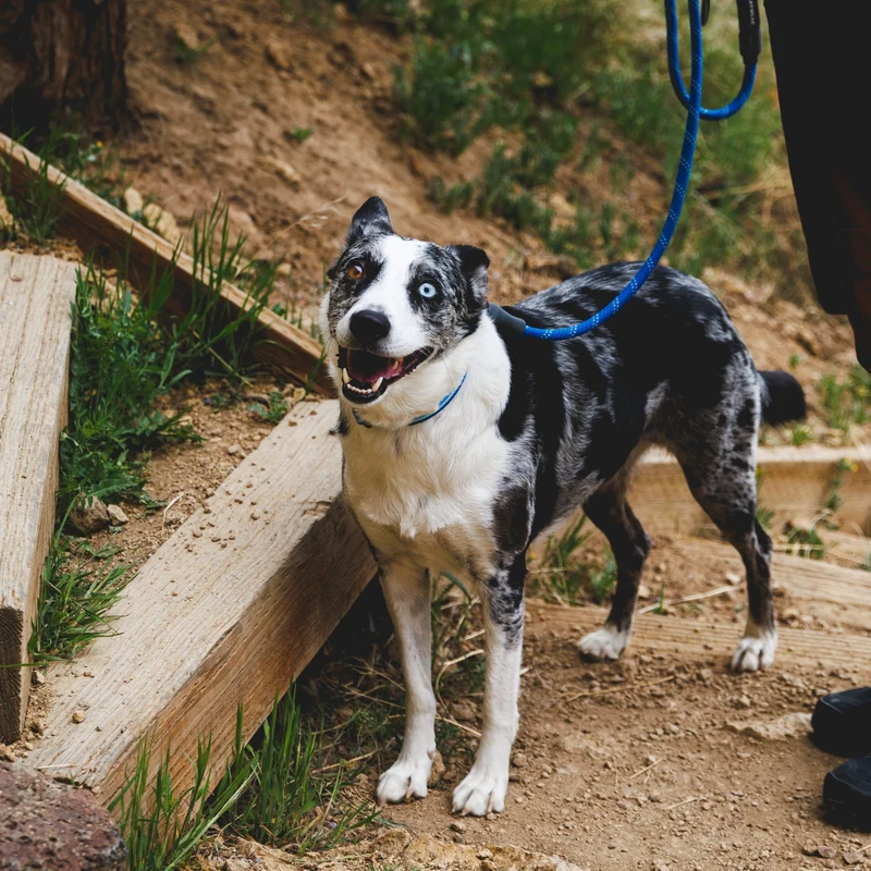 Ruffwear Knot-a-Leash – Reflektierende Hundeleine aus Kletterseil mit Sicherheitskarabiner für aktive Hunde & Outdoor-Abenteuer