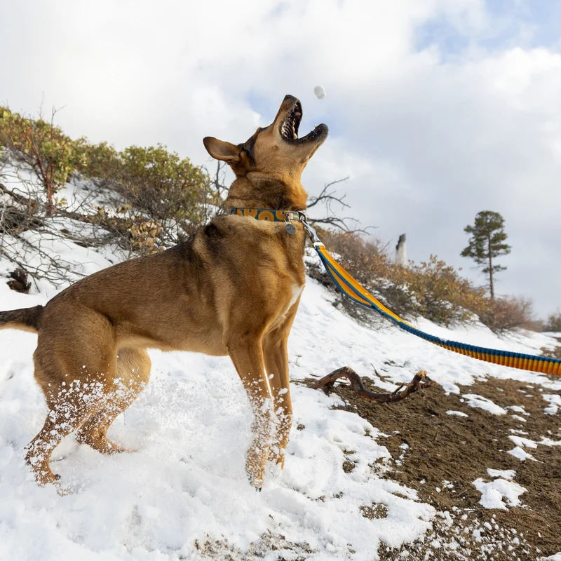 Ruffwear Roamer Leash – Premium Joggingleine mit Hüftgurt für freihändiges Laufen, verstellbare Länge, reflektierende Elemente & Tasche für aktive Hunde