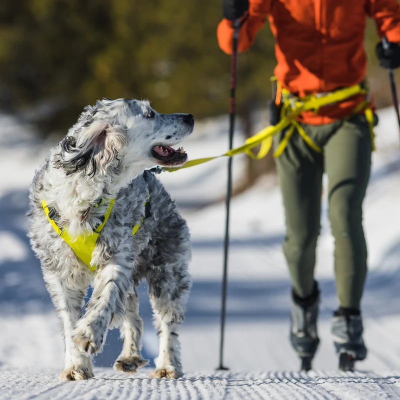 Ruffwear Omnijore Joring System – Komplettset für Canicross, Bikejöring & Skijöring mit ergonomischem Zuggeschirr und elastischer Zugleine für aktive Hunde