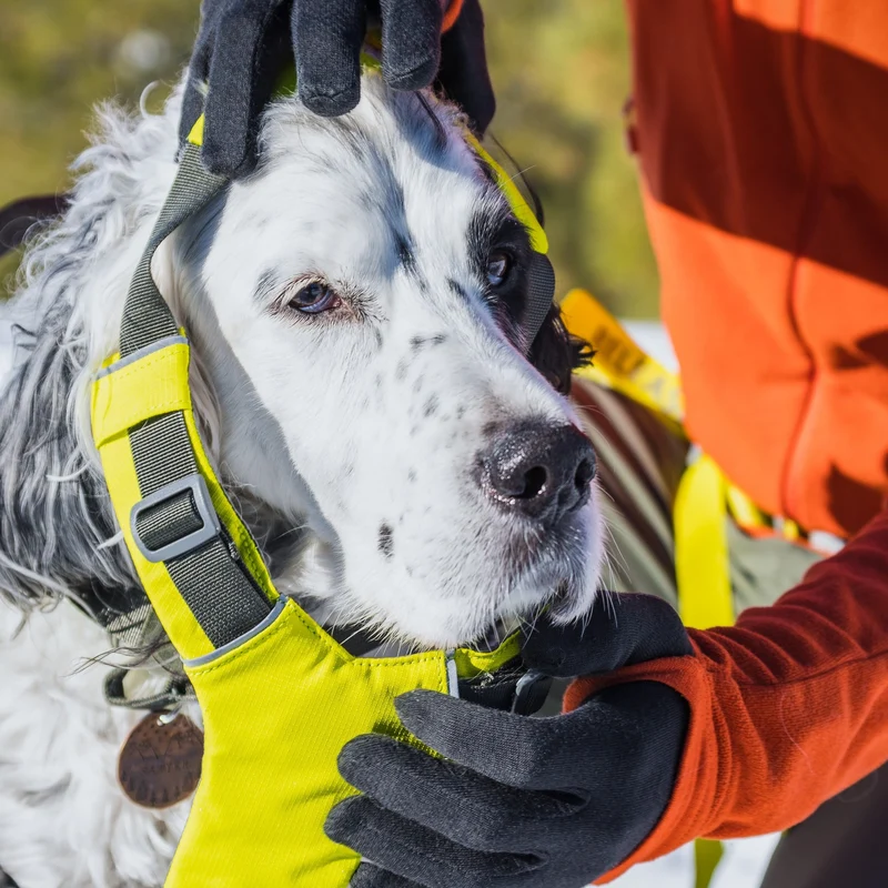 Ruffwear Omnijore Joring System – Komplettset für Canicross, Bikejöring & Skijöring mit ergonomischem Zuggeschirr und elastischer Zugleine für aktive Hunde