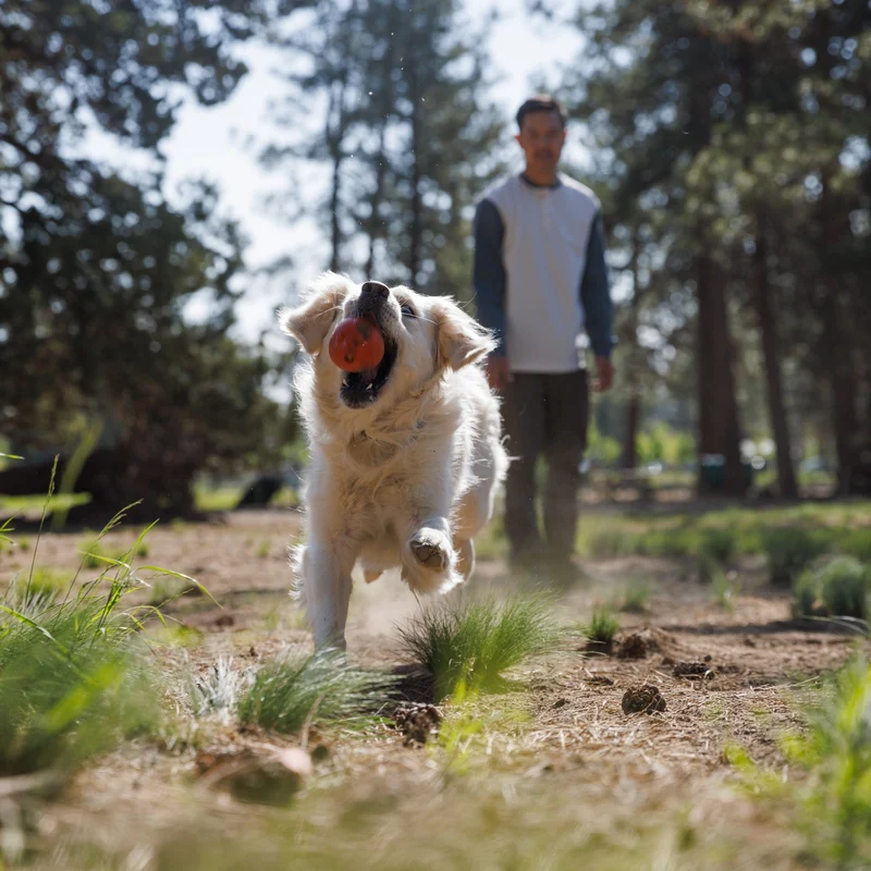 Ruffwear Huckama – Unzerstörbares Naturkautschuk-Hundespielzeug für aktive Hunde, die Herausforderung lieben