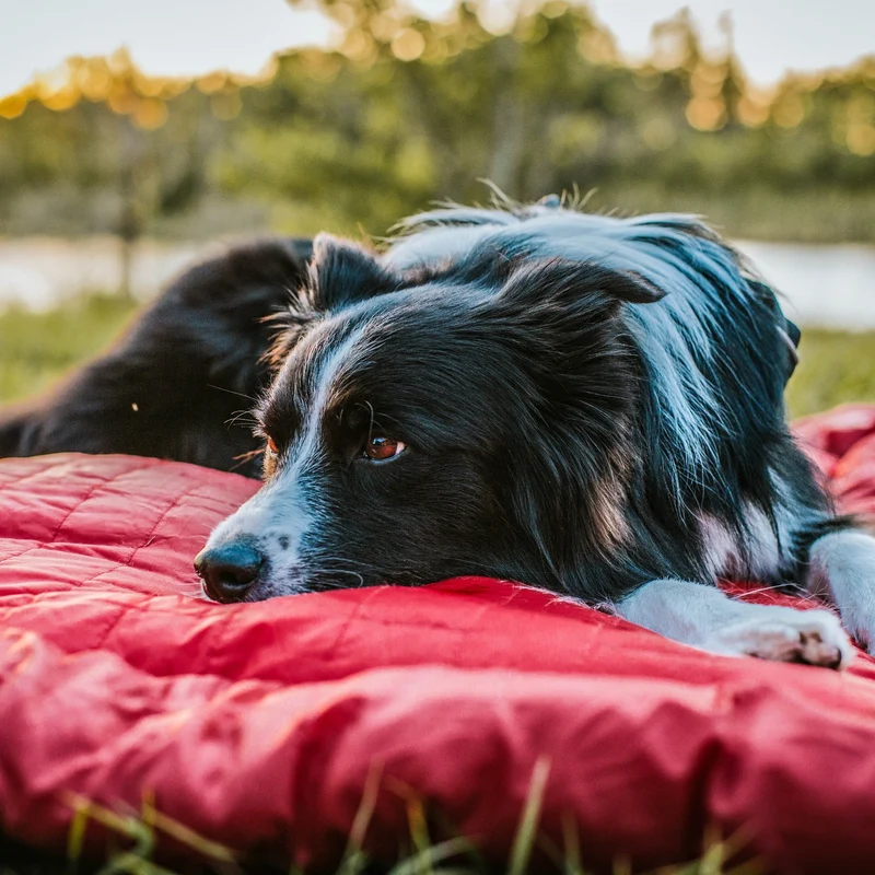 Kurgo Loft Wander Hundebett – Wasserdicht, Isoliert & Kompakt für Reisen, Camping und Outdoor-Abenteuer