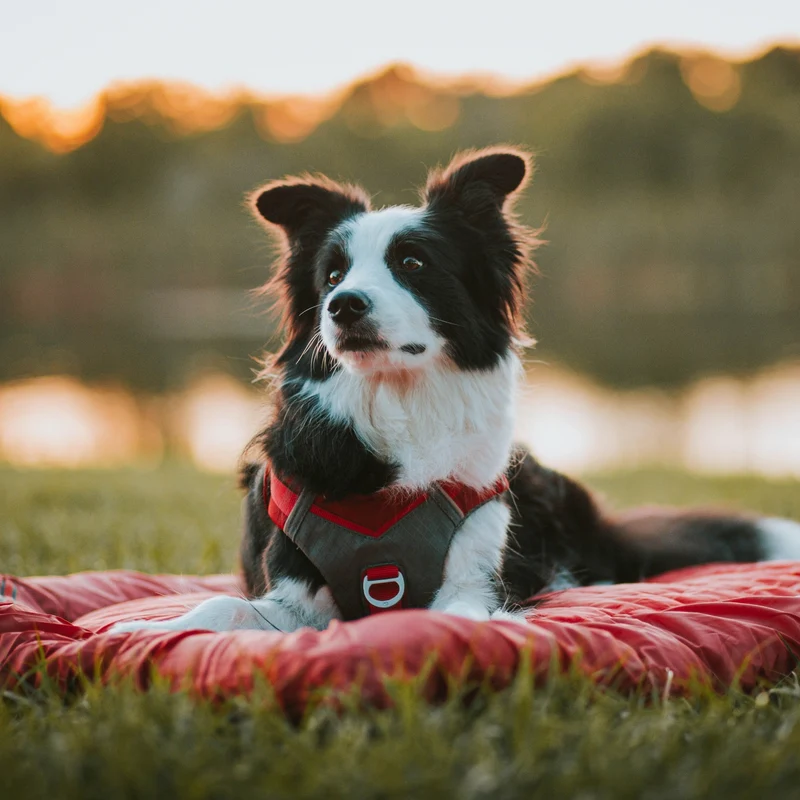 Kurgo Loft Wander Hundebett – Wasserdicht, Isoliert & Kompakt für Reisen, Camping und Outdoor-Abenteuer