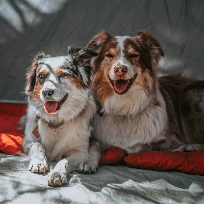 Kurgo Loft Wander Hundebett – Wasserdicht, Isoliert & Kompakt für Reisen, Camping und Outdoor-Abenteuer