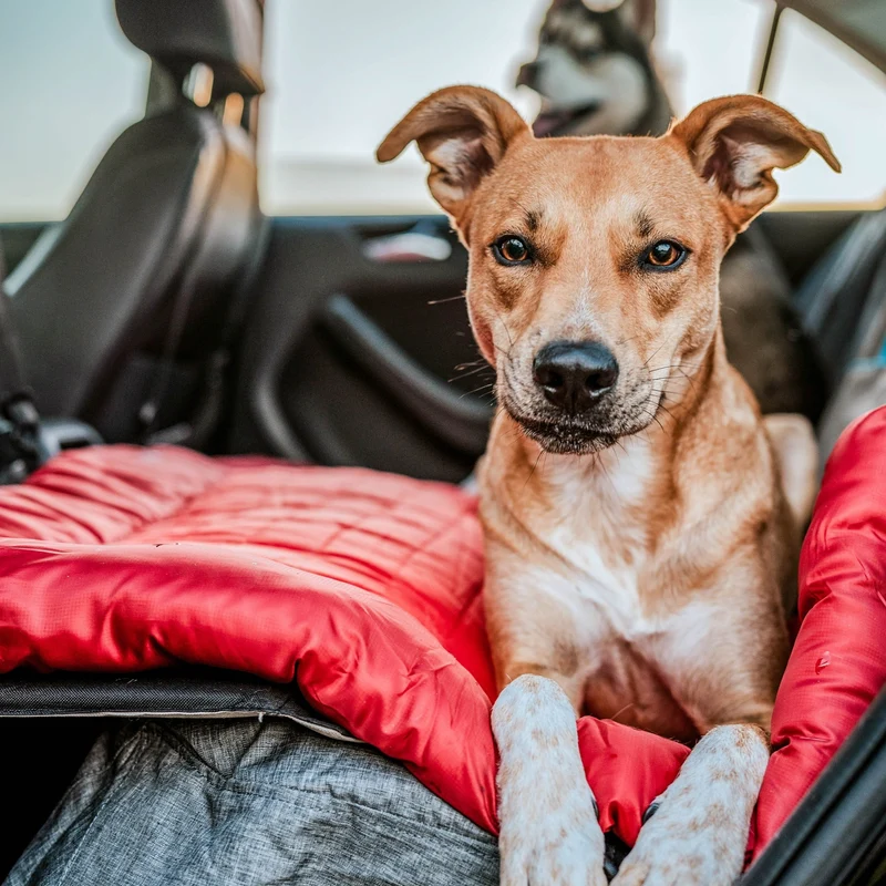 Kurgo Loft Wander Hundebett – Wasserdicht, Isoliert & Kompakt für Reisen, Camping und Outdoor-Abenteuer