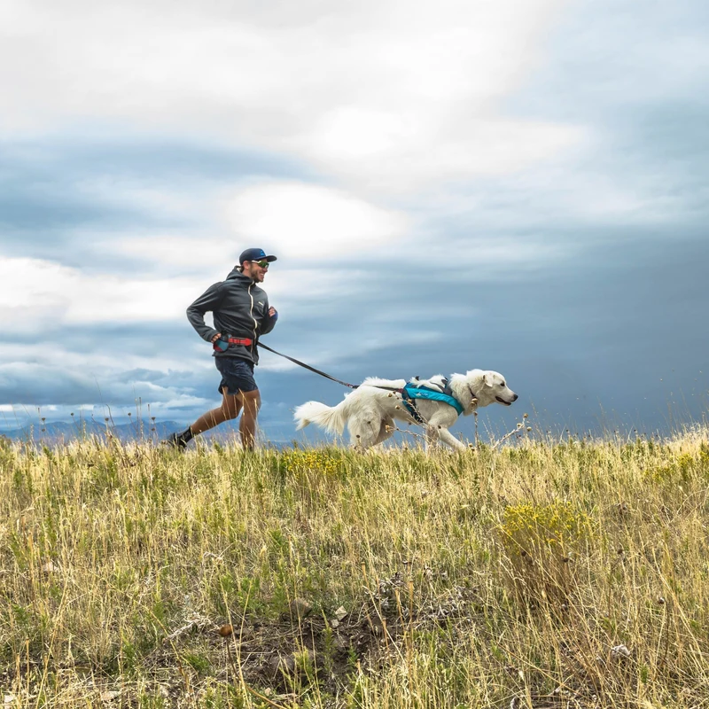 Kurgo On-Trail Running Belt – Freihändiger Laufgürtel mit Reflektoren für sicheres Joggen mit Hund, verstellbar & wasserabweisend