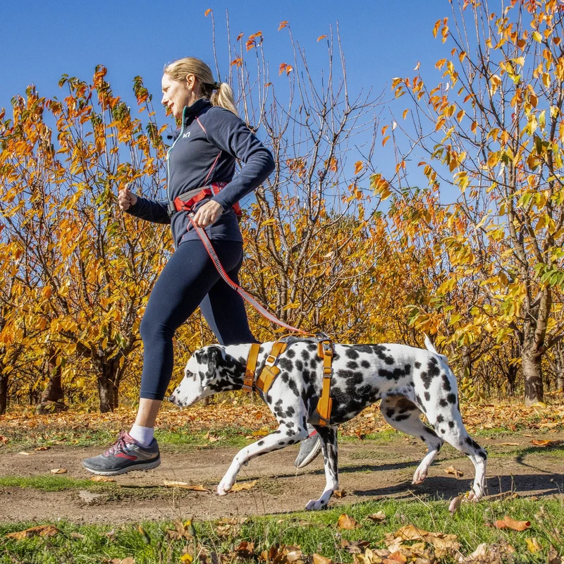 Kurgo On-Trail Running Belt – Freihändiger Laufgürtel mit Reflektoren für sicheres Joggen mit Hund, verstellbar & wasserabweisend