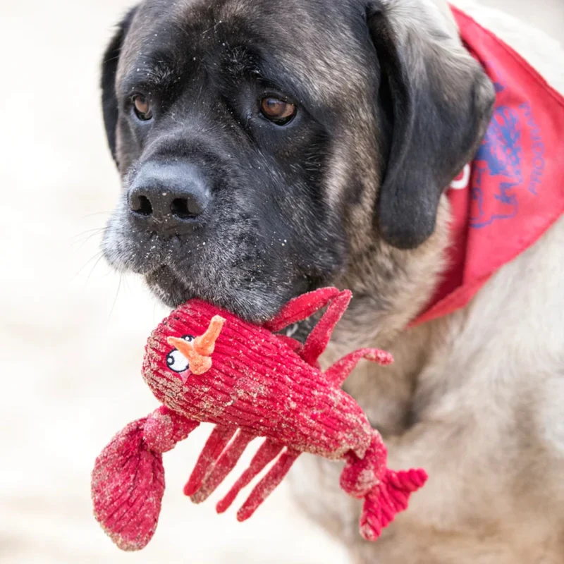 HuggleHounds McCracken Lobsta Knottie für aktive Hunde – Robustes Hundespielzeug mit Quietscher