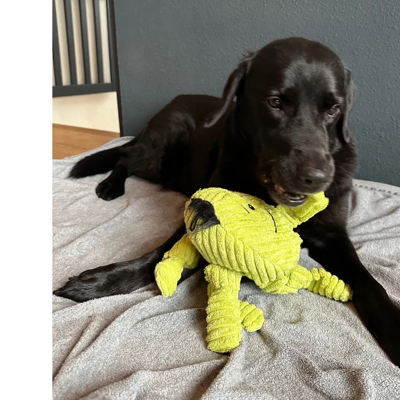 HuggleHounds Octavie Octopus Knottie – Robustes Hundespielzeug mit Quietscher für Apportier- & Zerrspiele