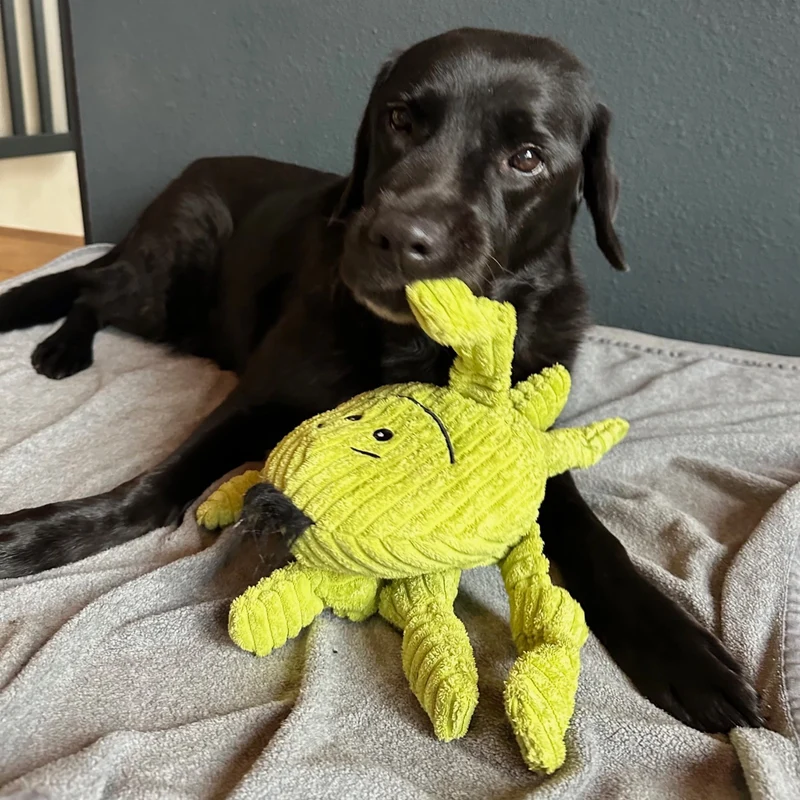 HuggleHounds Octavie Octopus Knottie – Robustes Hundespielzeug mit Quietscher für Apportier- & Zerrspiele