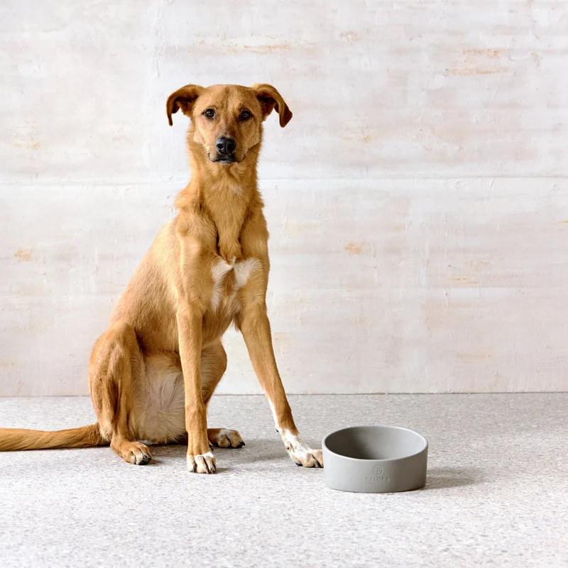 Palopa | Dog Bowl Napf Cali