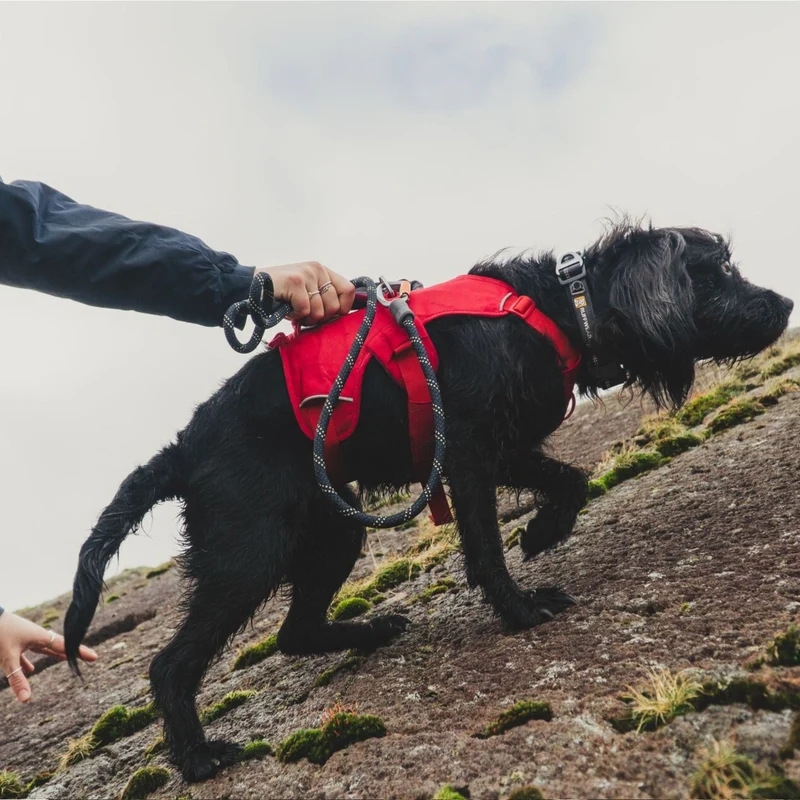 Ruffwear Web Master Harness Hundegeschirr – Ausbruchsicheres Premium-Sicherheitsgeschirr mit 4 Anpassungspunkten für maximale Kontrolle bei Wanderungen, Training & Alltag