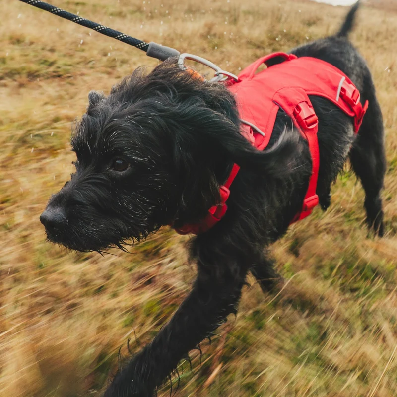 Ruffwear Web Master Harness Hundegeschirr – Ausbruchsicheres Premium-Sicherheitsgeschirr mit 4 Anpassungspunkten für maximale Kontrolle bei Wanderungen, Training & Alltag
