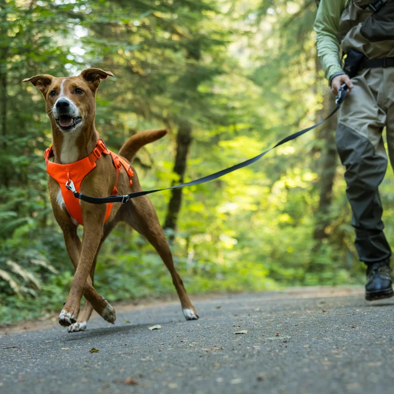 Ruffwear Web Master Harness Hundegeschirr – Ausbruchsicheres Premium-Sicherheitsgeschirr mit 4 Anpassungspunkten für maximale Kontrolle bei Wanderungen, Training & Alltag