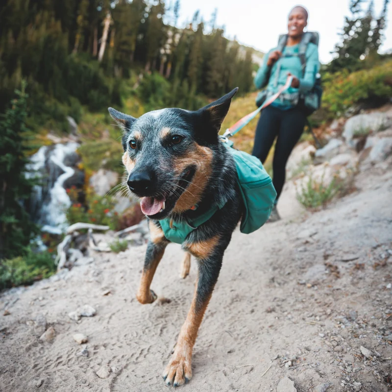 Ruffwear Front Range Leash - Premium Hundeleine mit gepolstertem Griff für maximale Kontrolle und Komfort bei jedem Abenteuer