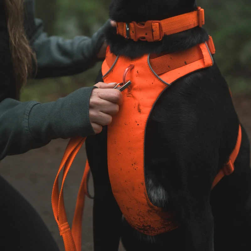 Ruffwear Front Range Leash - Premium Hundeleine mit gepolstertem Griff für maximale Kontrolle und Komfort bei jedem Abenteuer