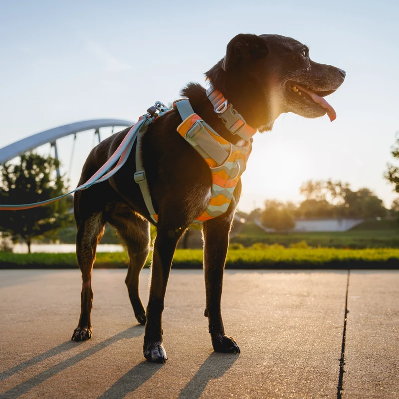 Ruffwear Front Range Harness – Premium Hundegeschirr mit Brustring gegen Ziehen, gepolstert für maximalen Komfort bei Spaziergängen & Outdoor-Abenteuern