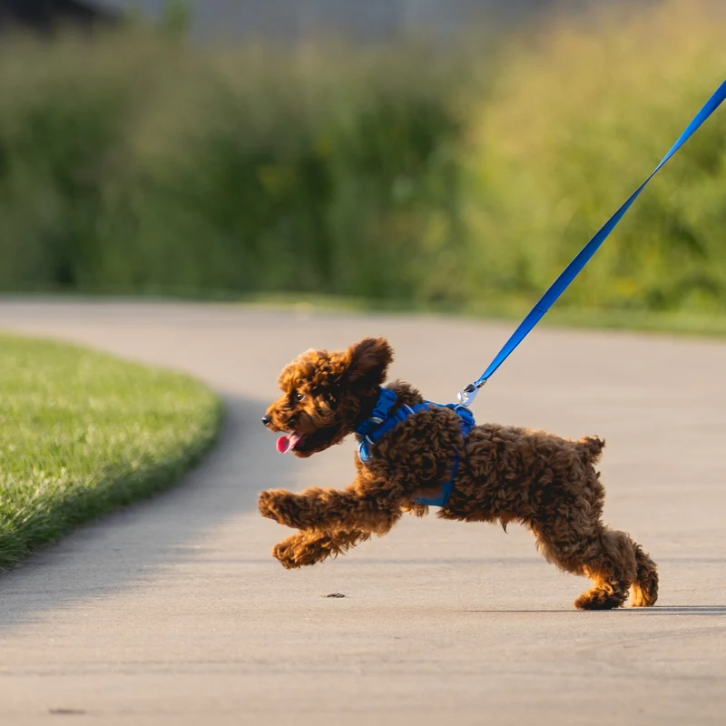 Ruffwear Front Range Harness – Premium Hundegeschirr mit Brustring gegen Ziehen, gepolstert für maximalen Komfort bei Spaziergängen & Outdoor-Abenteuern