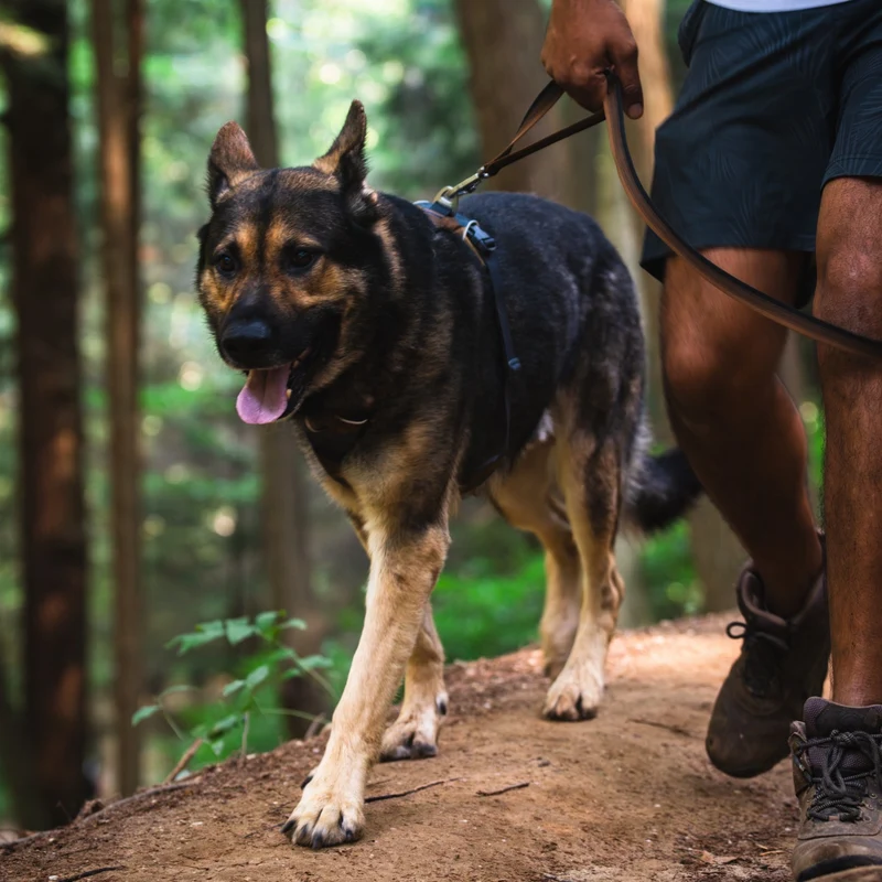Ruffwear Front Range Harness – Premium Hundegeschirr mit Brustring gegen Ziehen, gepolstert für maximalen Komfort bei Spaziergängen & Outdoor-Abenteuern