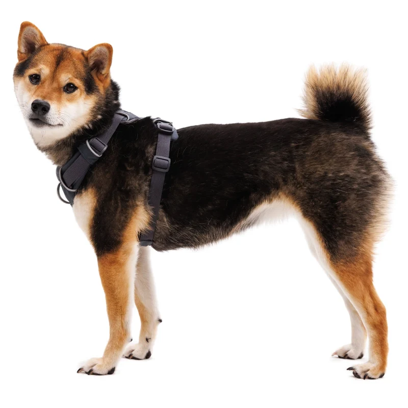 Ruffwear Front Range Harness – Premium Hundegeschirr mit Brustring gegen Ziehen, gepolstert für maximalen Komfort bei Spaziergängen & Outdoor-Abenteuern