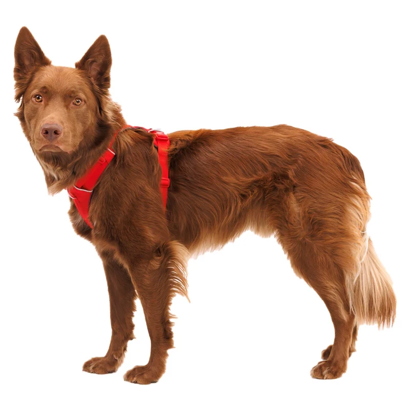 Ruffwear Front Range Harness – Premium Hundegeschirr mit Brustring gegen Ziehen, gepolstert für maximalen Komfort bei Spaziergängen & Outdoor-Abenteuern
