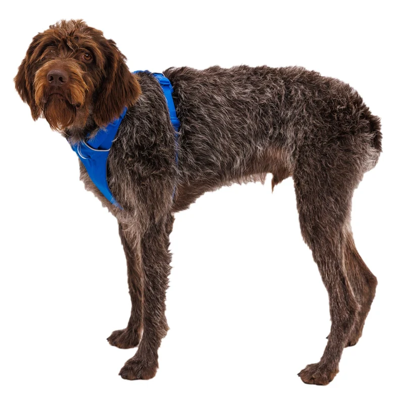 Ruffwear Front Range Harness – Premium Hundegeschirr mit Brustring gegen Ziehen, gepolstert für maximalen Komfort bei Spaziergängen & Outdoor-Abenteuern
