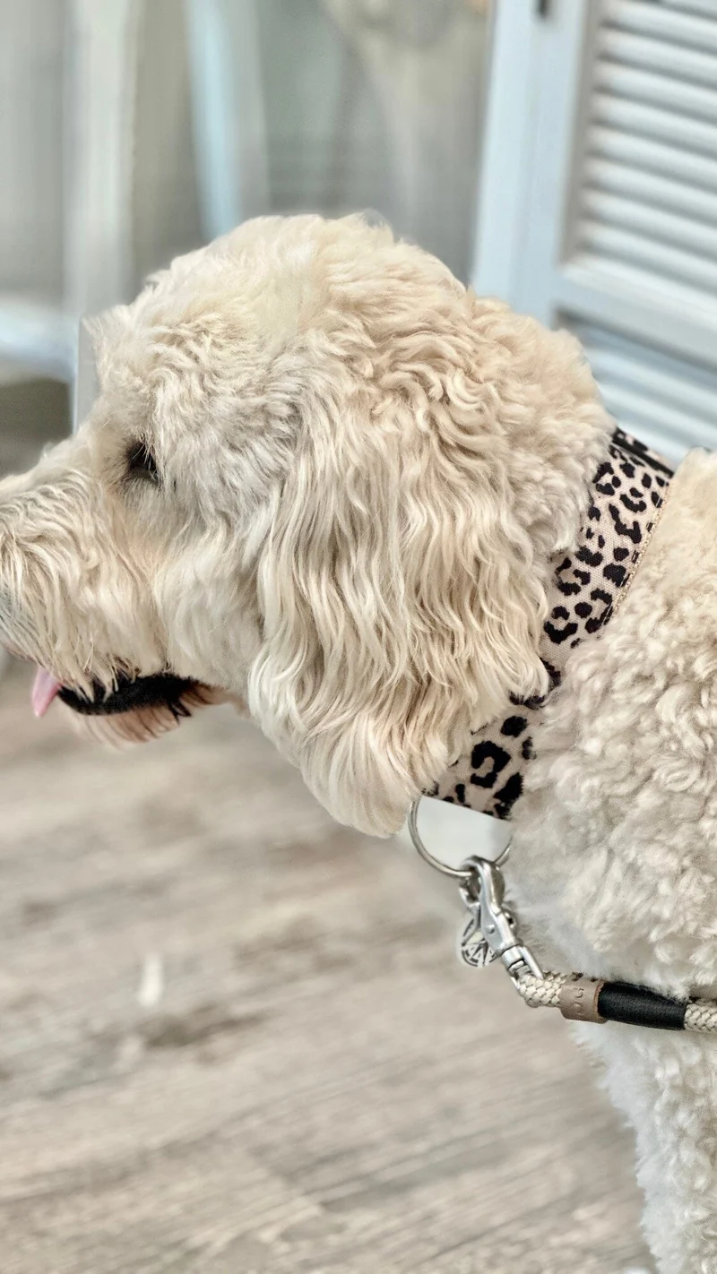SALTYDOG | Halsband Leopard | PURE