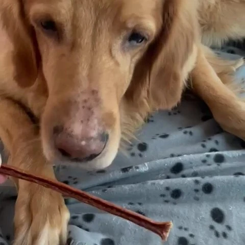 Kaninchen-Sticks