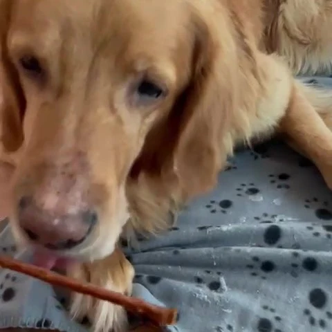 Kaninchen-Sticks