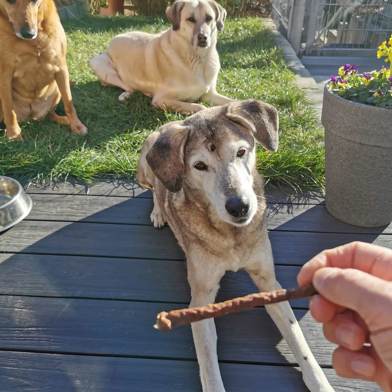 Hirsch-Sticks