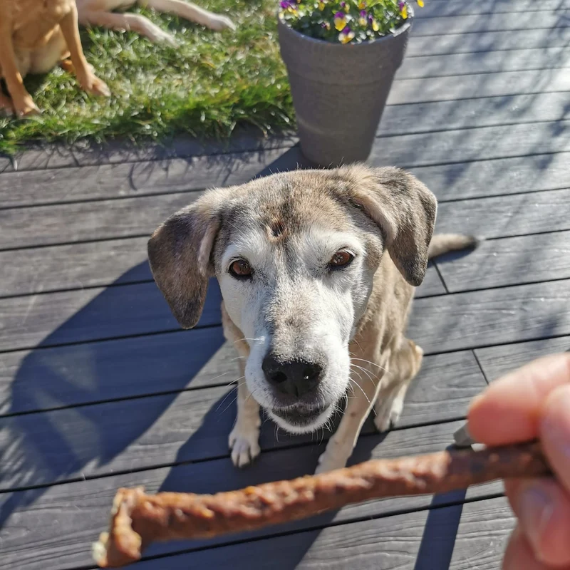 Hirsch-Sticks