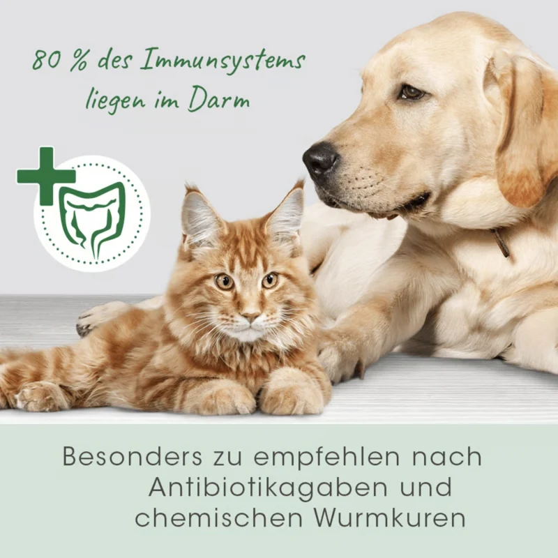 cdVet DarmAktiv plus – Natürliche Darmunterstützung für Hunde mit Kräutern & Kieselgur für gesunde Verdauung und Vitalität