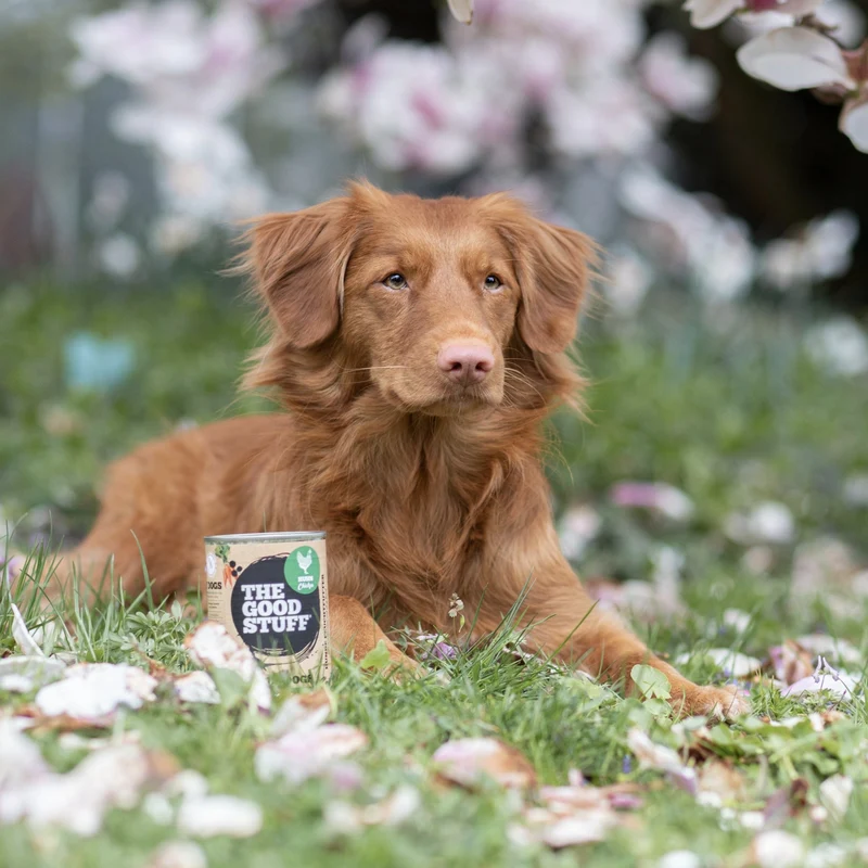 The Goodstuff Adult Dogs Huhn Nassfutter – Premium Hundefutter Getreidefrei, Natürlich & Artgerecht für Gesunde Verdauung, Glänzendes Fell & Vitalität