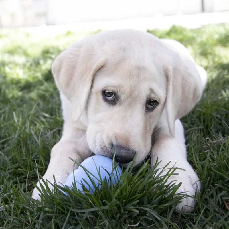 KONG | Puppy