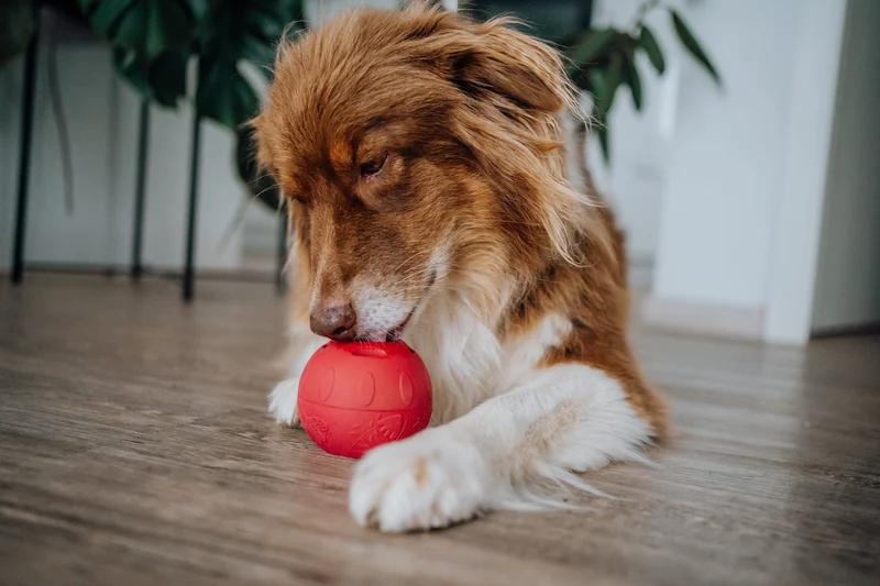 SmoothieDog | Schleckball Set