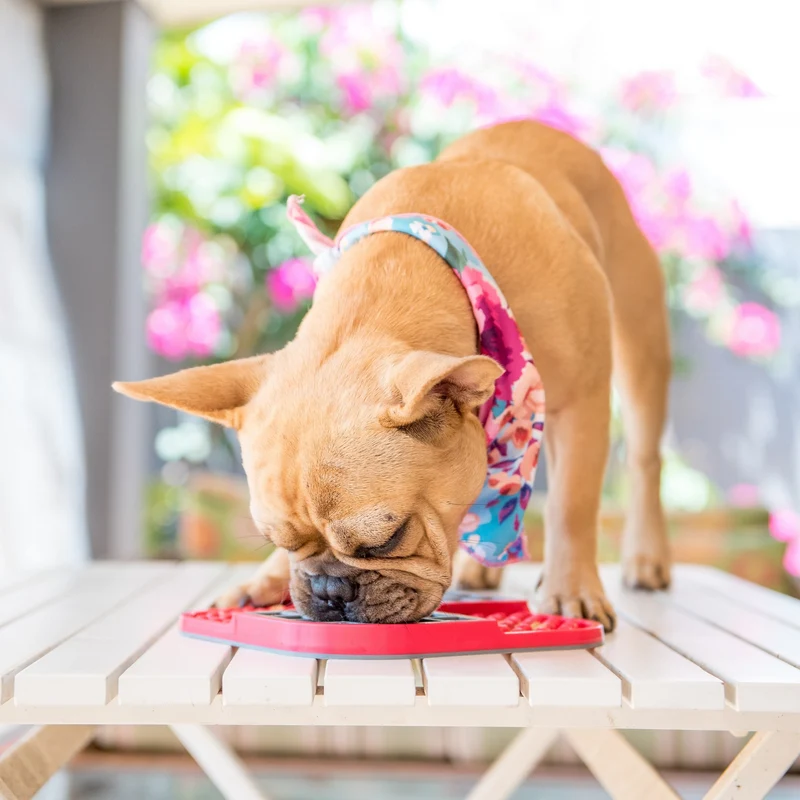 LickiMat Slomo Schleckmatte - Anti-Stress & Beschäftigung für Hunde