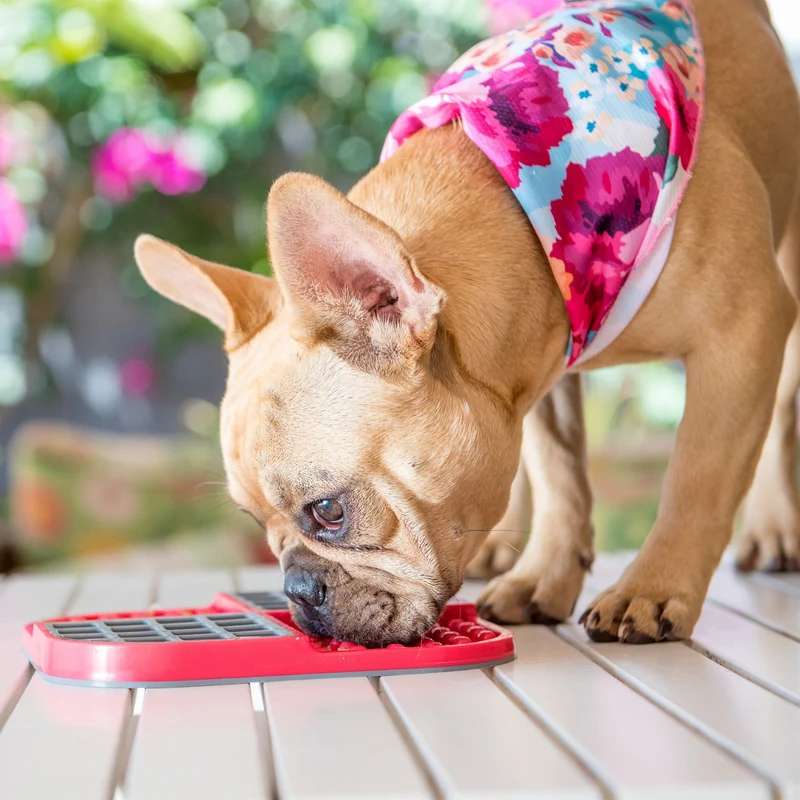 LickiMat Slomo Schleckmatte - Anti-Stress & Beschäftigung für Hunde
