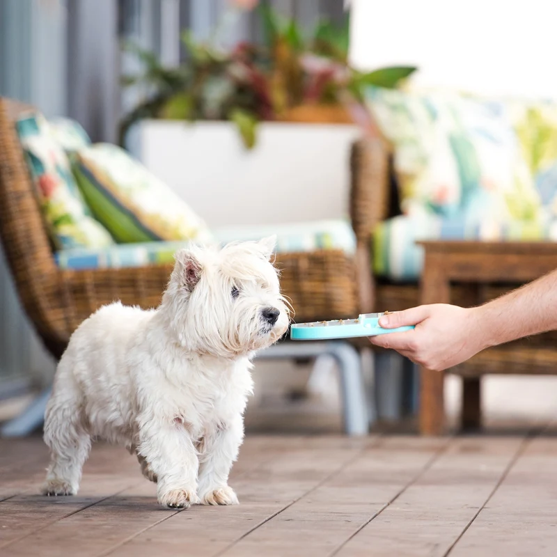 LickiMat Slomo Schleckmatte - Anti-Stress & Beschäftigung für Hunde