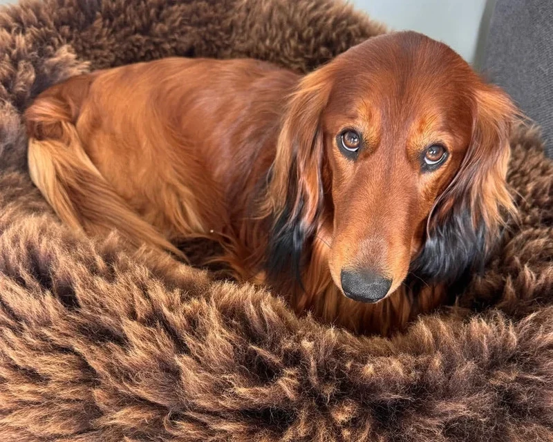 Helen Wells | Hundebett Schafwolle