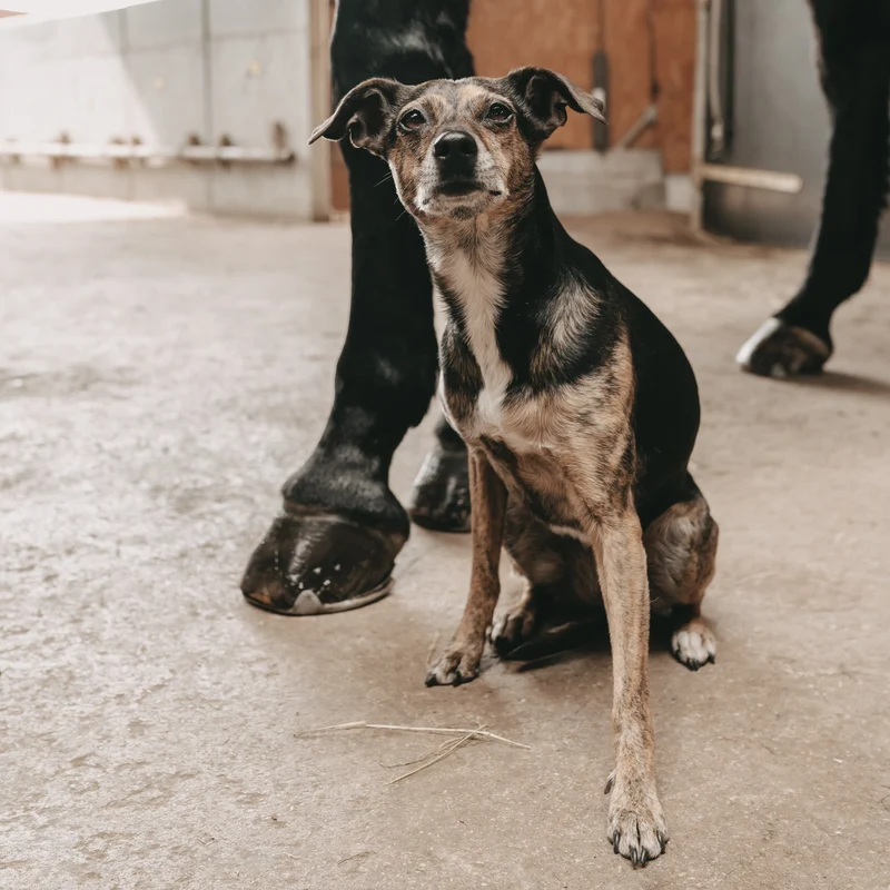 LILA LOVES IT | Pfotenschere