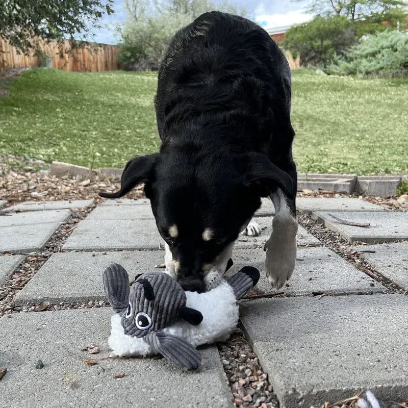 KONG | Sherps Floofs