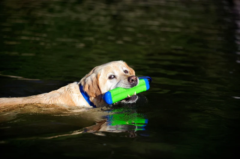 Chuckit! | Amphibious Bumper