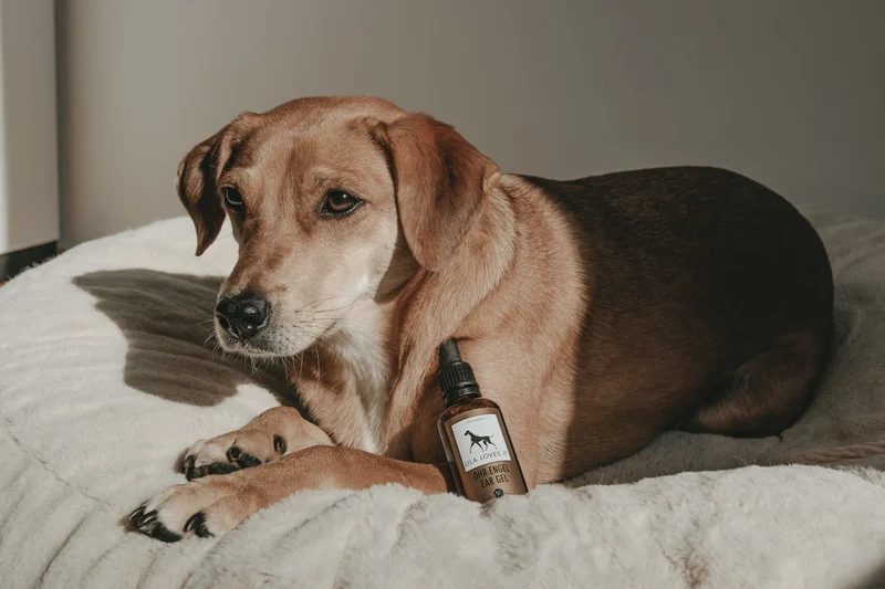 LILA LOVES IT | Ohr-Engel