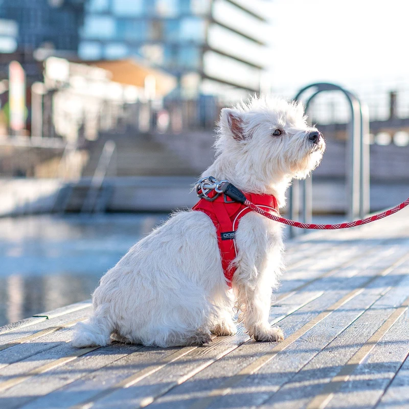 DOG Copenhagen | Comfort Walk Go™