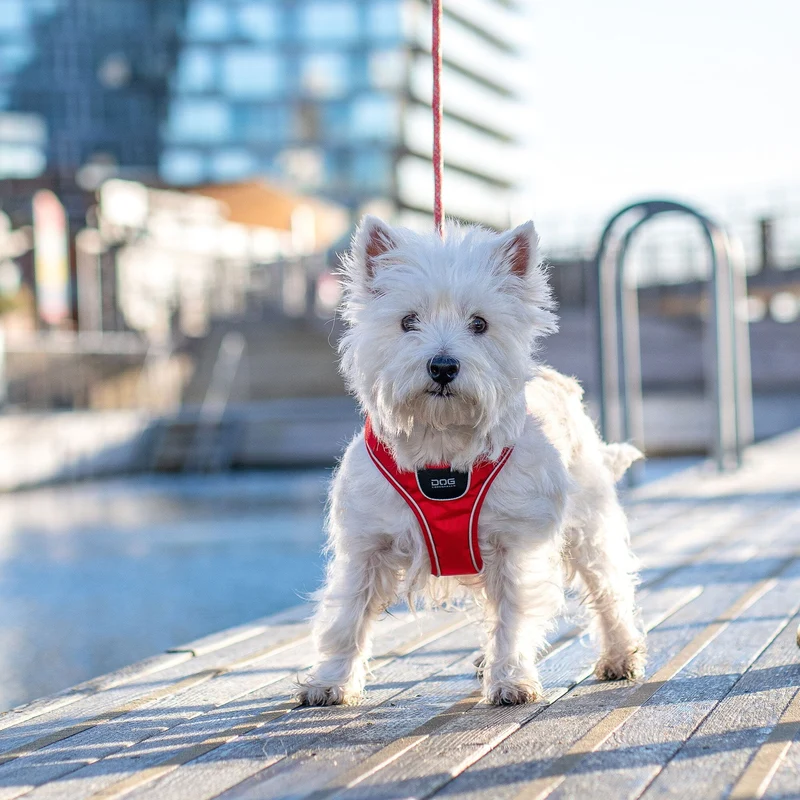 DOG Copenhagen | Comfort Walk Go™