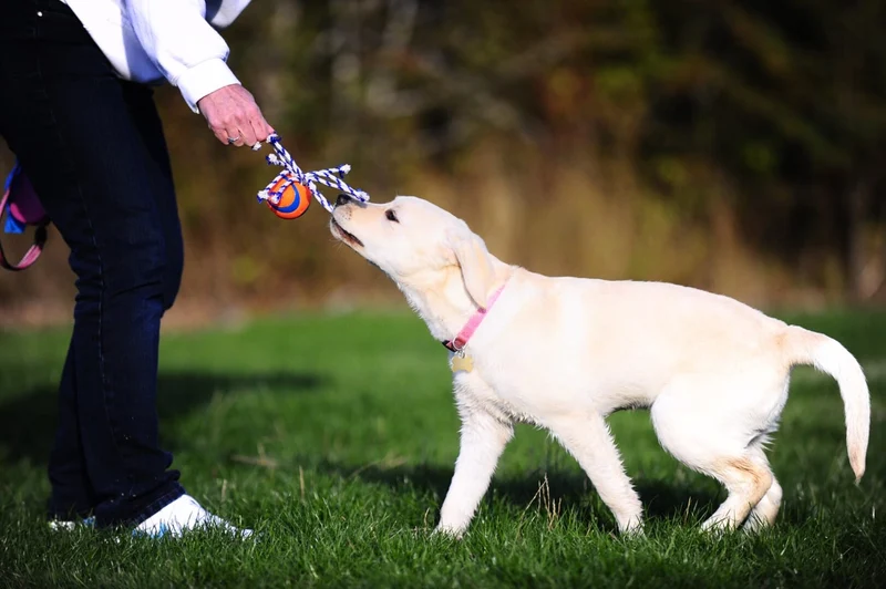 Chuckit! | Ultra Toss